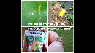 клубника-борьба с летающими вредителями