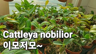 Cattleya nobilior 이모저모~