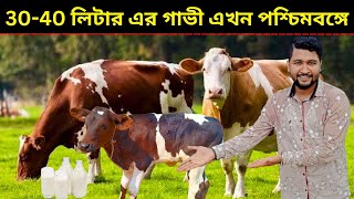 30-40 লিটার এর দুধের গাভী পাওয়া যাচ্ছে এখন পশ্চিমবঙ্গে। dairy farming in West Bengal