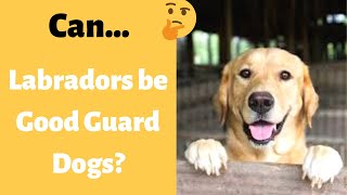 Are Labradors Good Guard Dogs? | Can Labradors Tell Friends From Intruders?