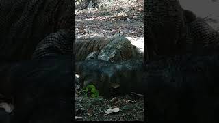 The pig screamed when it was bitten by a Komodo dragon