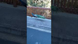 Peacock roaming freely in zoo #australiazoo #peacock walk#birds #peacocklovers