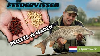 FEEDERVISSEN | PELLETS vs MADEN! 👀 #korum #barbeel #pellets