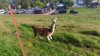 Campingplatz Brixen im Thale, Tirol, Austria