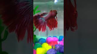 Betta fish ❤️💙❤️