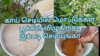 This Natural Fertilizer In Vegetable Plant/காய்செடியில் மொட்டுக்கள் பூக்கள் விழுகிறதா இப்படி