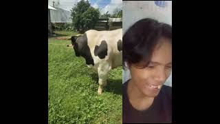 sapi super duper sangat besar sekali #sapijumbo #fypシ゚viral #cow #viralvideo