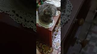 My cat says bless you #cat #kitten #beautiful #catvideos #catlover #sneezes #funnycats #russiancat