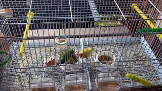 Gouldian finch New couple October 2017