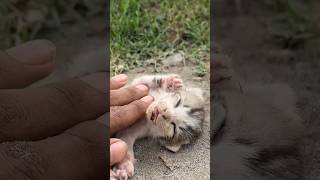 Rescue Cat Alert: Motherless Kitten Desperate for Help!