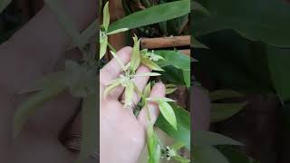 #shorts  orquidea coelogyne virescens