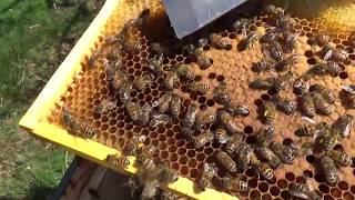 Bees doing a waggle dance