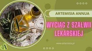 Wyciąg z Szałwii lekarskiej