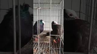 #pigeon #birds #animals #pets #attitude #foryou #kobutor #kabutar #bd #shorts #shortvideo #short