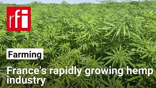 How France's hemp industry helps in fight against climate change • RFI English