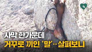 사막에 거꾸로 끼어있는 말, 자세히 살펴보니