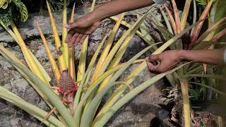 Growing Pineapples in Pots    15 Month Update