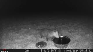 Opossum gets a drink of water