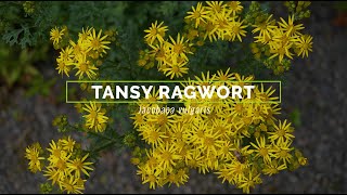 Tansy Ragwort