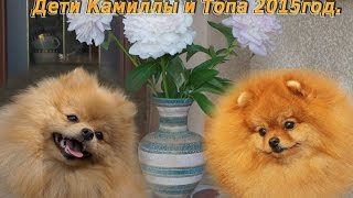 Дети Топа и Камиллы 2015год Июнь