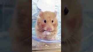 Hamster washes his hands 🐹🤗