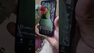 Mobile addicted parrot 🦜 funny parrot using phone 😂 #parrotlover #viral #youtubeshorts #subscribe❤️