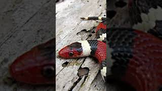 kingsnakes escarlates #shorts #curiosidades #animals #shortsyoutube #animais #fatos #shortvideo