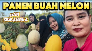 PANEN BUAH MELON DAN SEMANGGA #wisatapetikbuah #buahfresh #healing #fyp #viralvideo