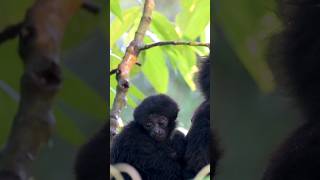 Adorable Siamang Gibbon baby #shorts