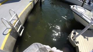 Feeding snook at a dock - Awesome