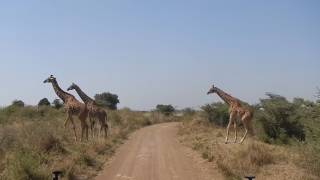 15 01 2017 Nairobi national park safari 6