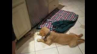 Golden Retriever Puppy Playing with Toys Inside