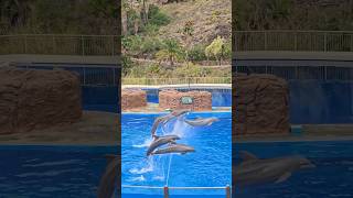 Palmitos Park beauty 🐬 🦜 #canarias #grancanaria #tenerife #animals #dolphin #naturepark #tiktok