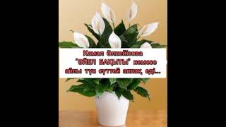 Камал Әлпейісова.  "ӘЙЕЛ БАҚЫТЫ" немесе айлы түн сүттей аппақ еді...#аудиокітап#аудиокнига#қазақстан