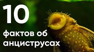 10 главных фактов об анциструсах