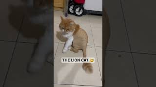 OLIVE THE LIONE 😅|| NEW HAIR CAT || CUTE CAT #shortvideo