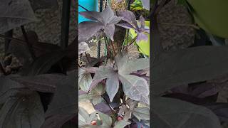 Purple sweet potato vine#purple vine#ornamental potato vine#annual plant# shorts