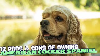 12 Pros & Cons of Owning an American Cocker Spaniel🎾🐾