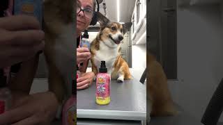 Corgi Chooses Her Perfume