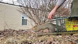 Squirrel release in slow motion