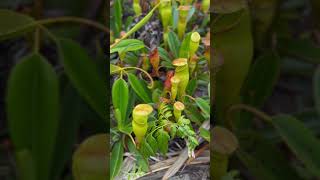 Carnivorous Pitcher Plants that eat Mice and Insects in 🇸🇨 Africa | Copolia #travel #seychelles