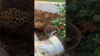 Leopard gecko eats a hornworm #leopardgecko