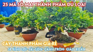 04/04.(Đã hết) Mai SB Bình Lợi, Sài Gòn, Cúc Thọ Hương Cây Đẹp Giá Rẻ. Trang 0359910781