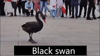 The black swan in Tiananmen ended up arrested