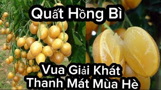 Kĩ Thuật Trồng Và Chăm Sóc Quất Hồng Bì Cực Đơn Giản