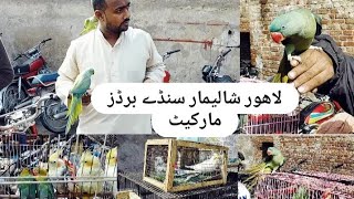 Lahore Sunday Birds Market New Update || Ajj rate kam thaa big offer || trending