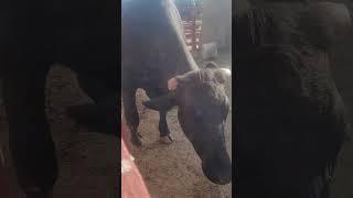 Urban Farming in the City Part 12 Tolmachoff Farm #UrbanFarming #Cow