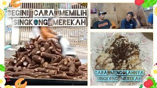 Cara Memilih Singkong Dan Cara Mengolah Singkong Supaya Hasilnya maksimal !!!