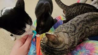 Shelter Cats Don't Know the Meaning of SHARING! [REAL]