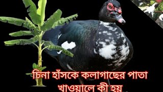 চিনা হাঁসের বাচ্চাকে কলাগাছের পাতা খাওয়ালে কী হয়? চিনা হাঁসের খামার।। চিনা হাঁসের বাচ্চা||china hush